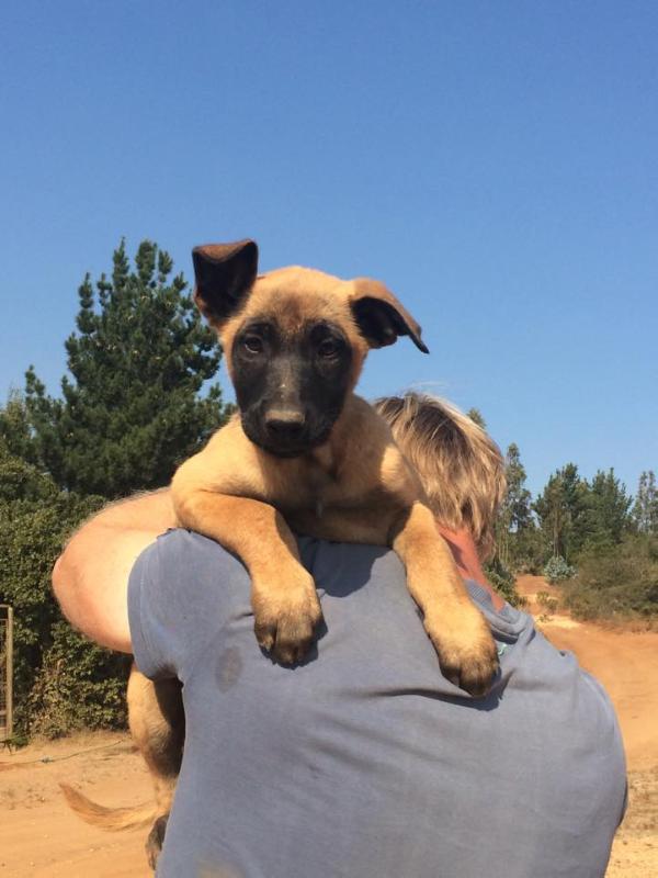 Gritt van de Verpihoeve | Belgian Malinois 