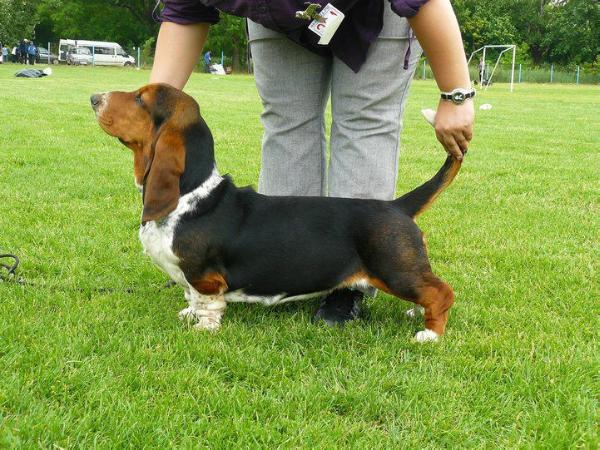 Bassbarr Kalamity Jane | Basset Hound 