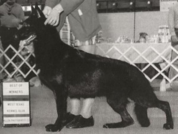 Kaimacha Fly by Night | German Shepherd Dog 