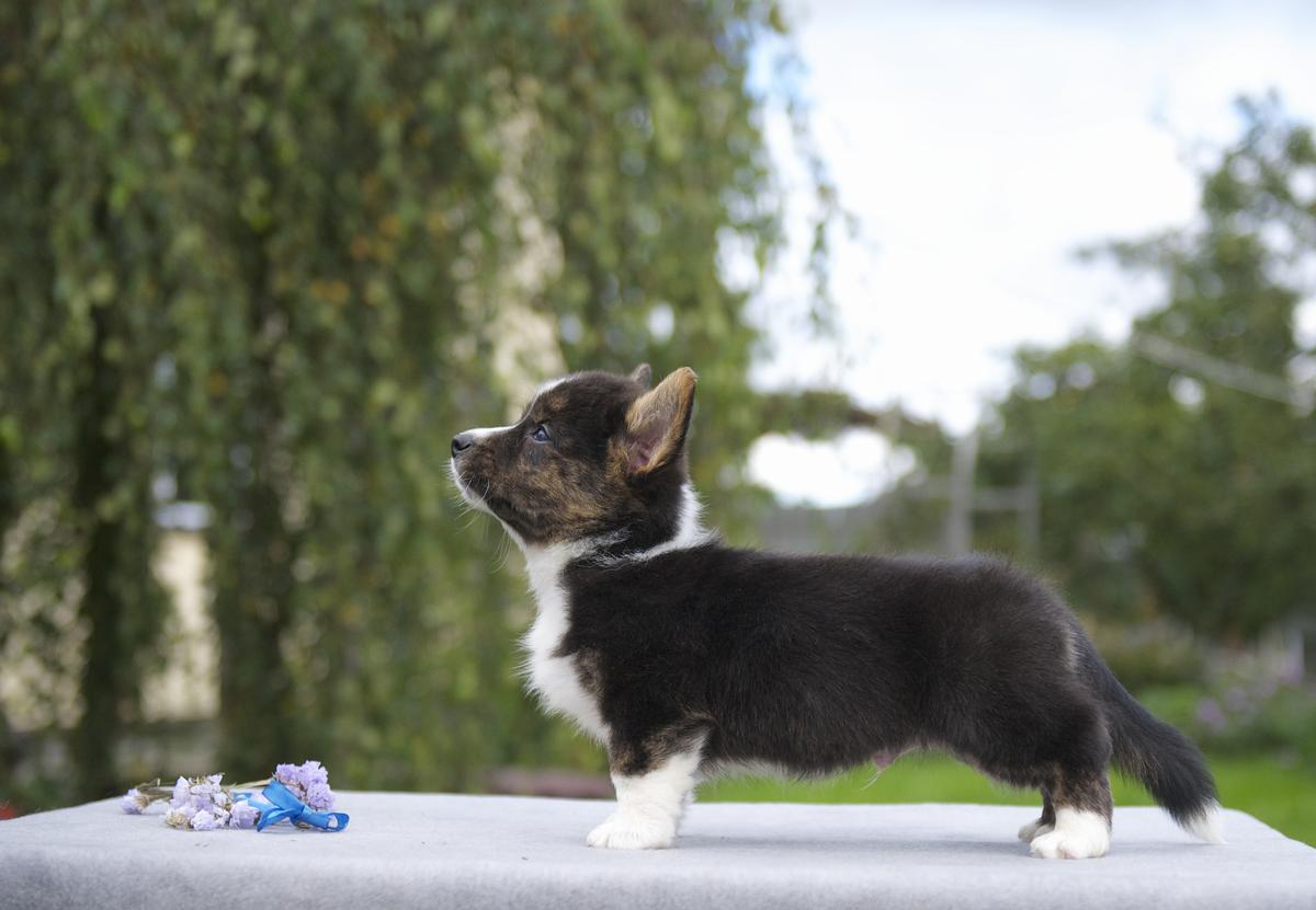 TIM PRIDE NEW SEA WIND | Cardigan Welsh Corgi 