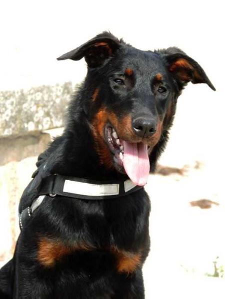 Imperator´s Legacy Hard to Say No | Beauceron 