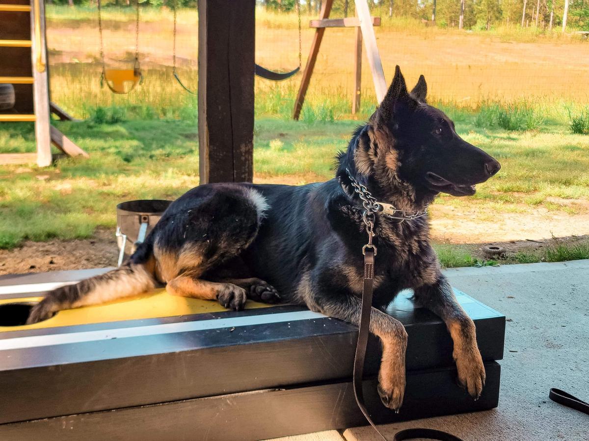 Picketts Lady Kimber Von Henderson | German Shepherd Dog 