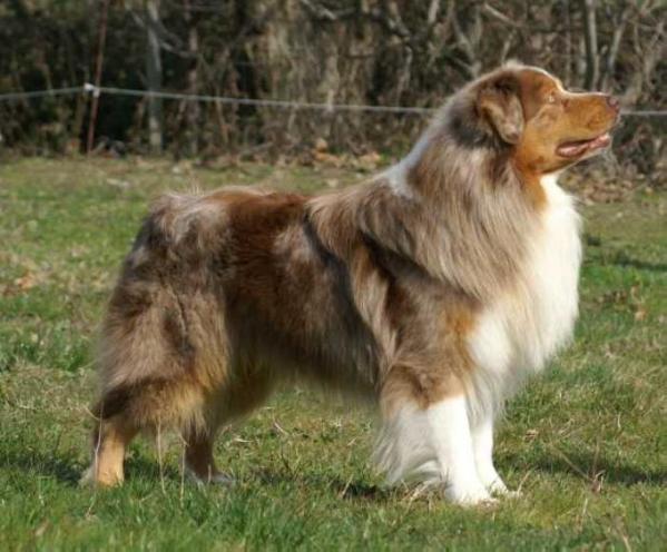 Pirate of the Moon des Chemins Cathares | Australian Shepherd 