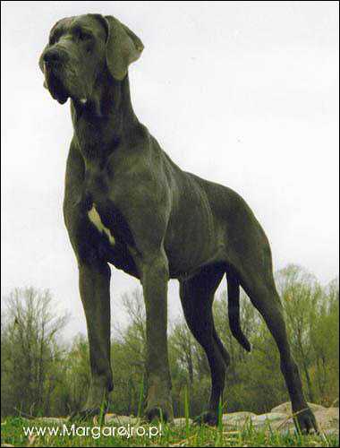 ZORILLA DE SAN Margarejro FCI | Great Dane 