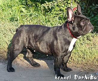 DARNIBU ZABAVA | French Bulldog 