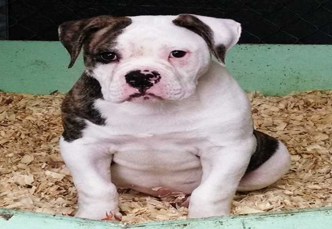 Coleman's Rocky | American Bulldog 