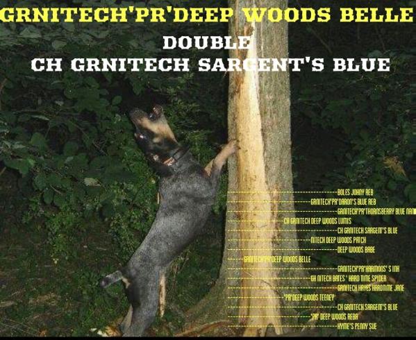 Deep Woods Belle | American English Coonhound 