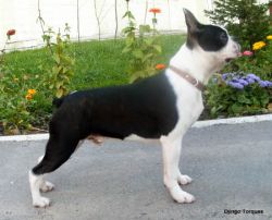 Django Torques | Boston Terrier 