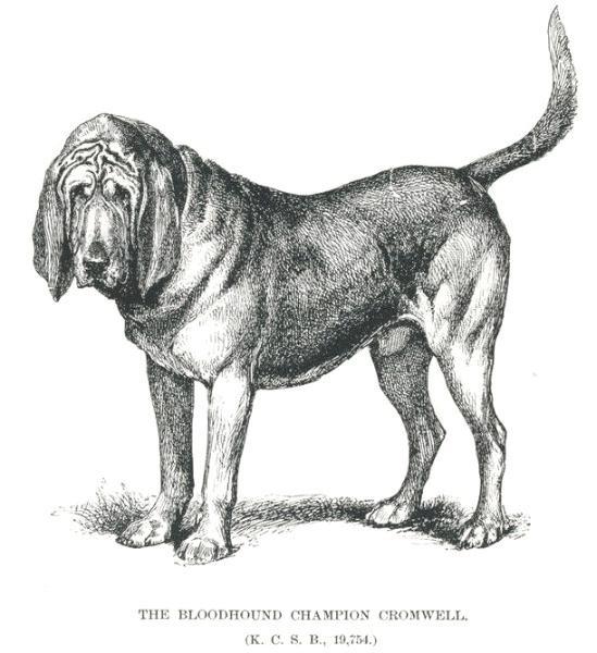 Cromwell (1884) KCSB 19754 | Bloodhound 