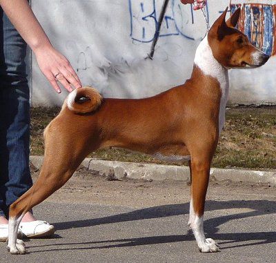 BULLDOBAS MISSING LINK | Basenji 