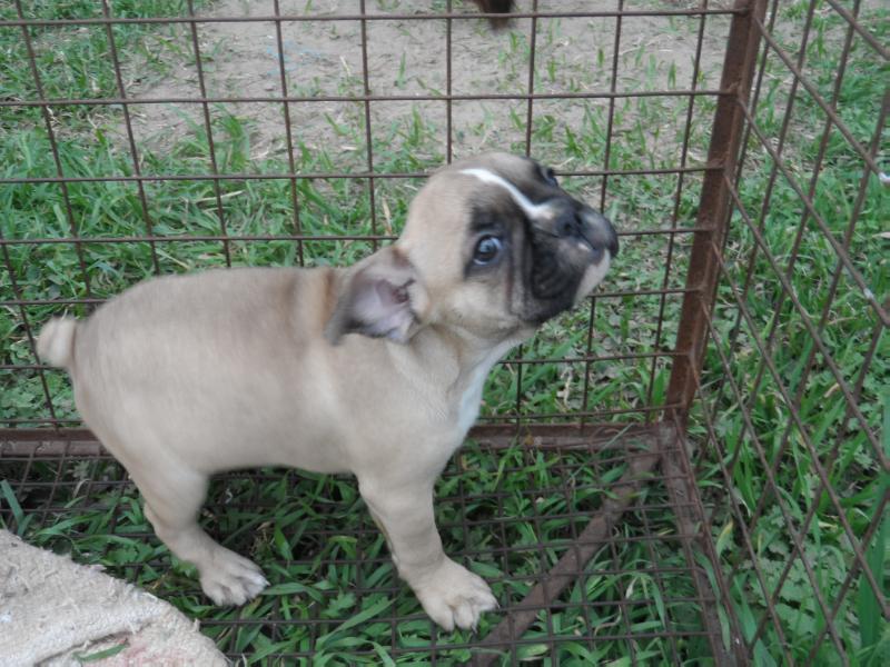 BENICIO ZWEI BOGEN | French Bulldog 