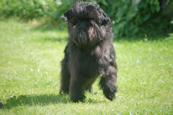 Yarrow Hi Tech Play It Again Sam | Affenpinscher 