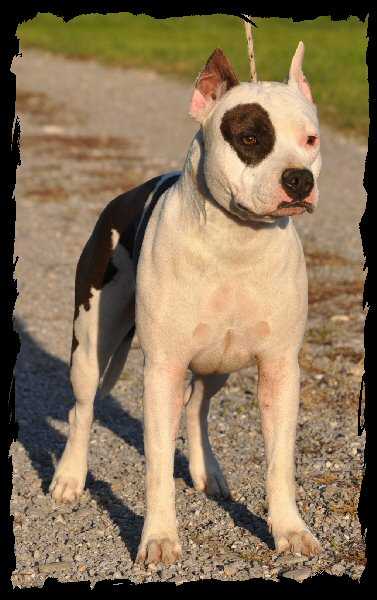 Vulcain's Canaille JR Apocalyptique Success &amp; Prestige | American Staffordshire Terrier 