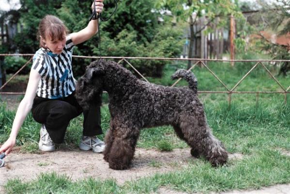 Paradis iz Goluboi Legendy | Kerry Blue Terrier 