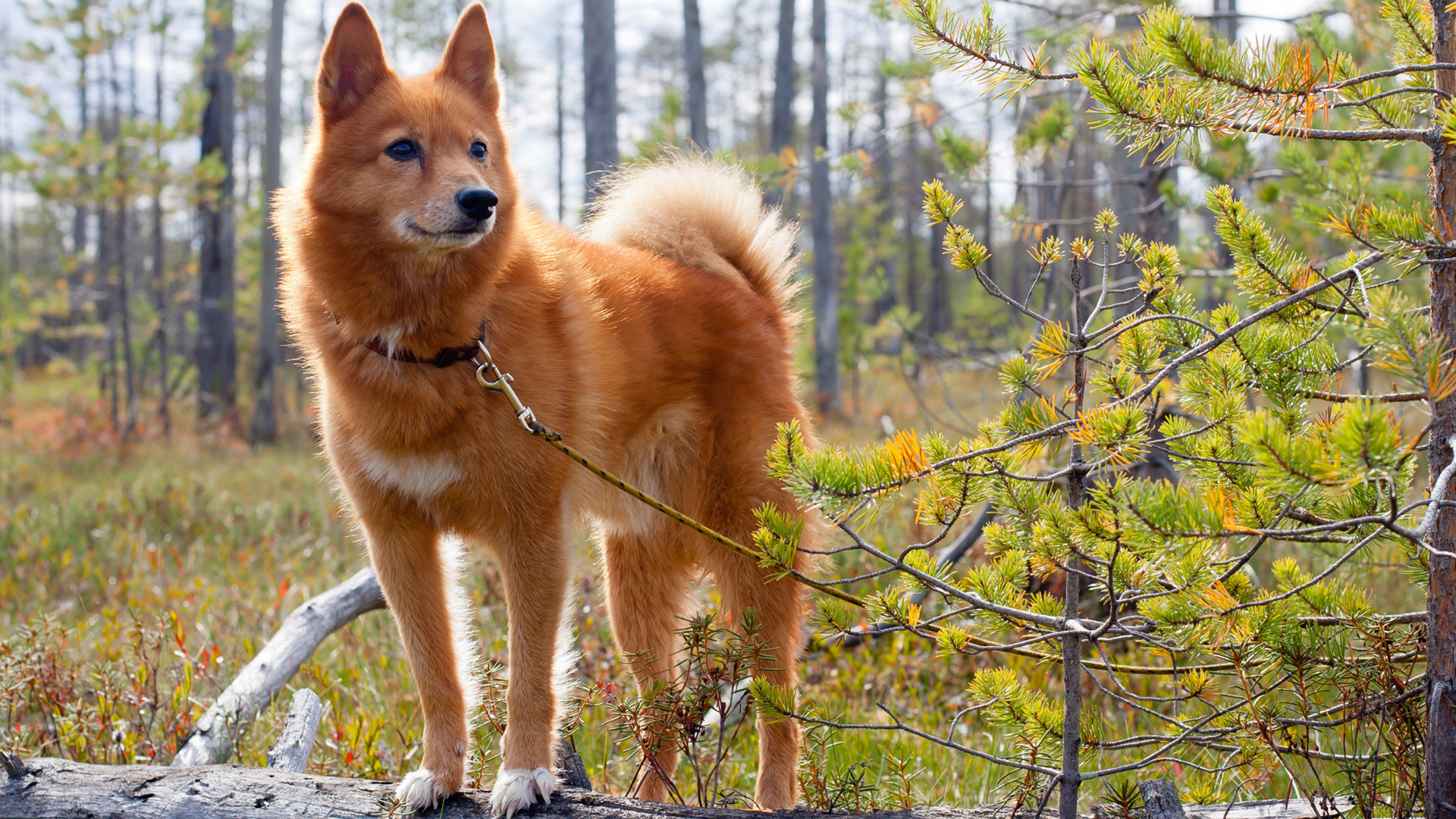Finnish Spitz