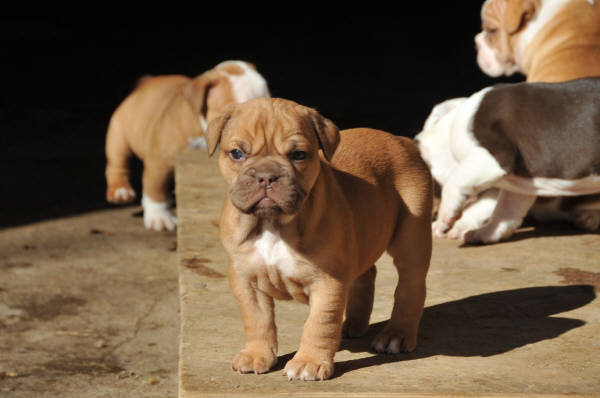 Pelto's Hazel | Olde English Bulldogge 