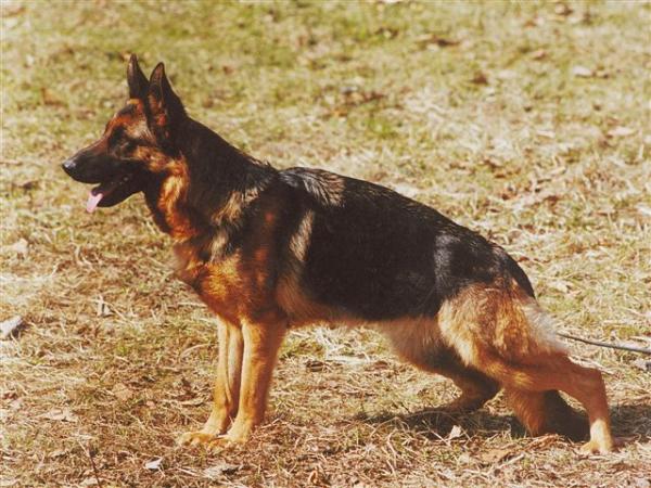 Dalila vom Fiemereck | German Shepherd Dog 