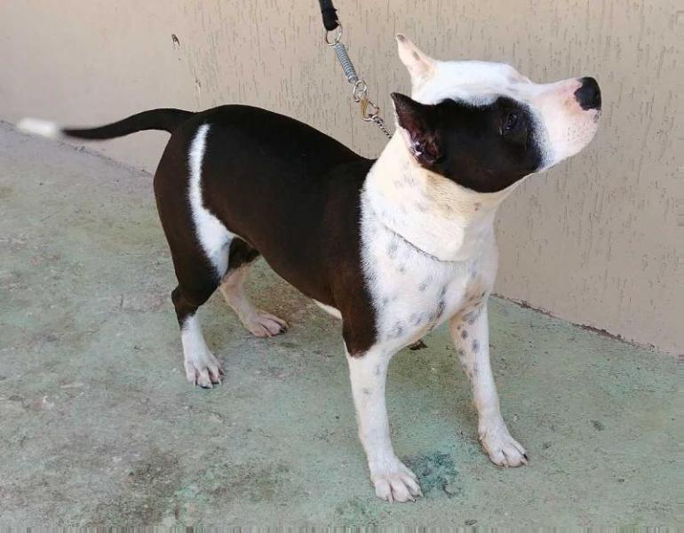 Lola Far West Lake | American Staffordshire Terrier 