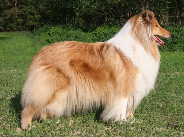 Snow Stail Ocean Smiles | Rough Collie 