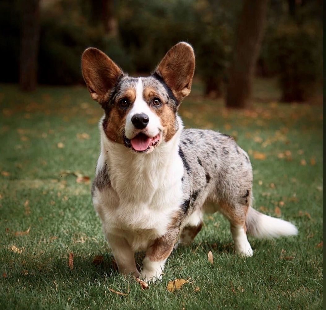 SEVASTOPOLSKIY VALS ELISEY KOROLEVICH | Cardigan Welsh Corgi 