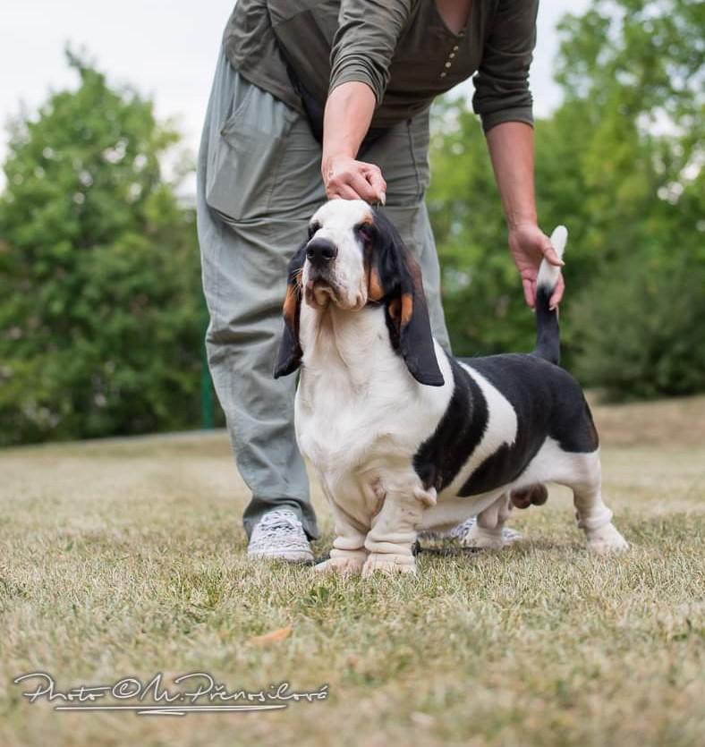 Western McMaster BREENBRASS | Basset Hound 