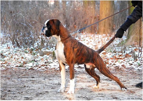 LSD Von Jess Box | Boxer 