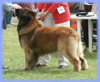 Velvet Viking at Vannroy | Leonberger 