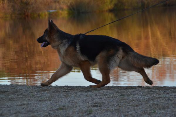 hupette du domaine de l'estuaire | German Shepherd Dog 