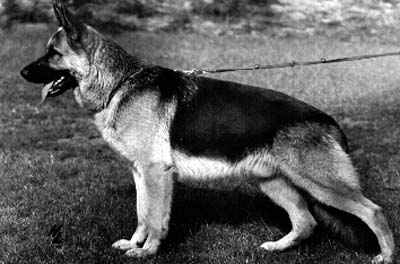 Wacker von der Eiringsburg | German Shepherd Dog 