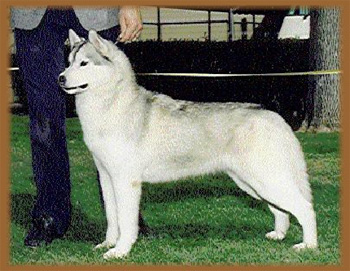 Silistra's Tradewind | Siberian Husky 