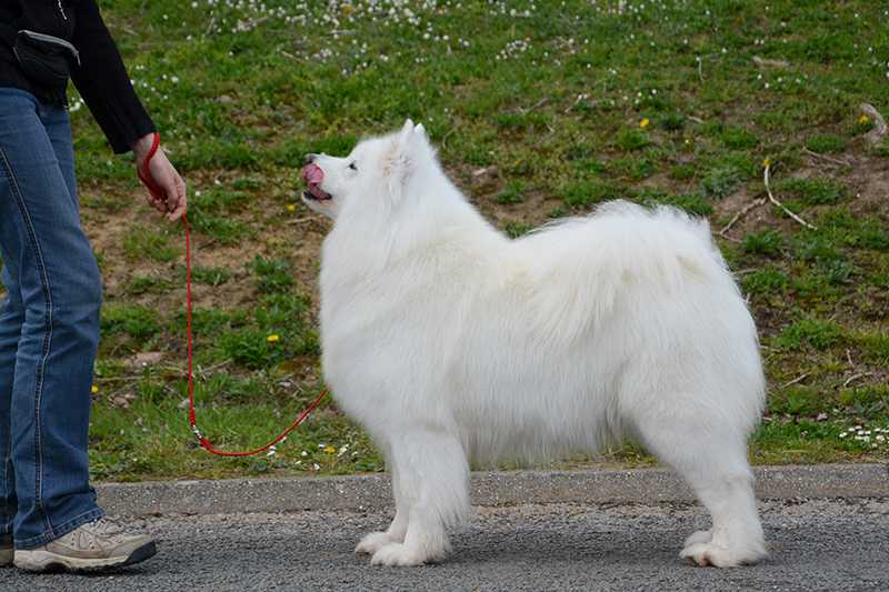 Eyumi Equinox de Sanna Gourska | Samoyed 