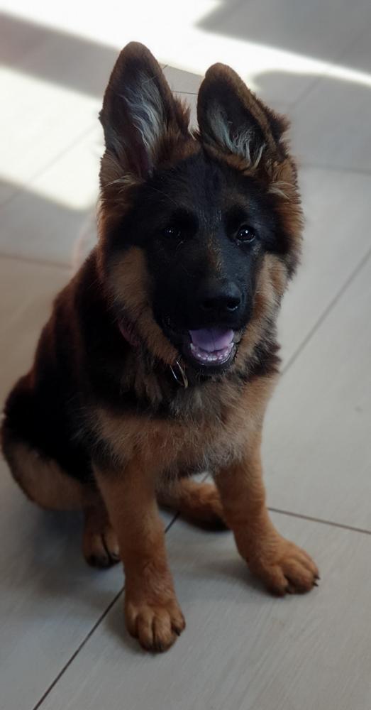 JUMA z Klanu Budrysow | German Shepherd Dog 