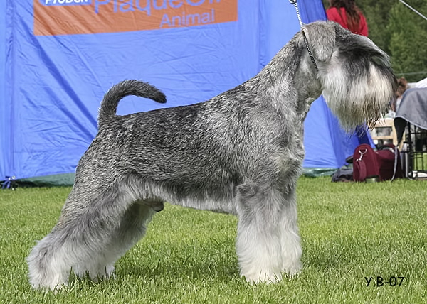 Myltans Ziggy Stardust | Miniature Schnauzer 