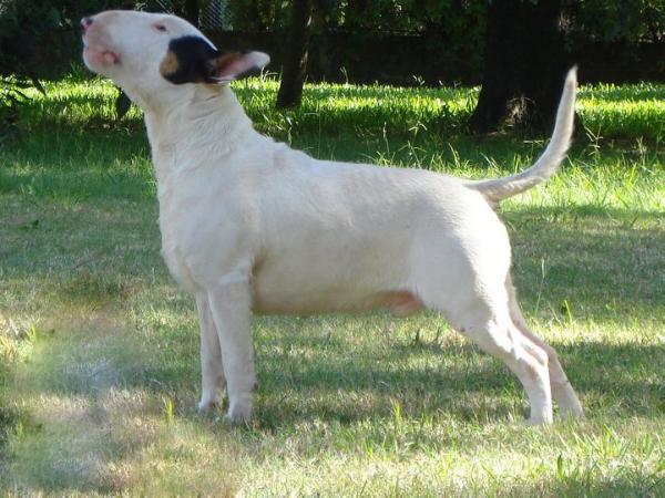 Ukusa Shockwave | Bull Terrier 