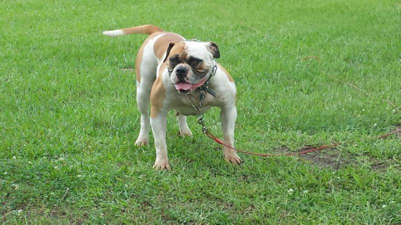 Roxy of H-Town | American Bulldog 