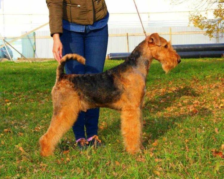 C.K.Terra JP*S Wicked Brew | Airedale Terrier 