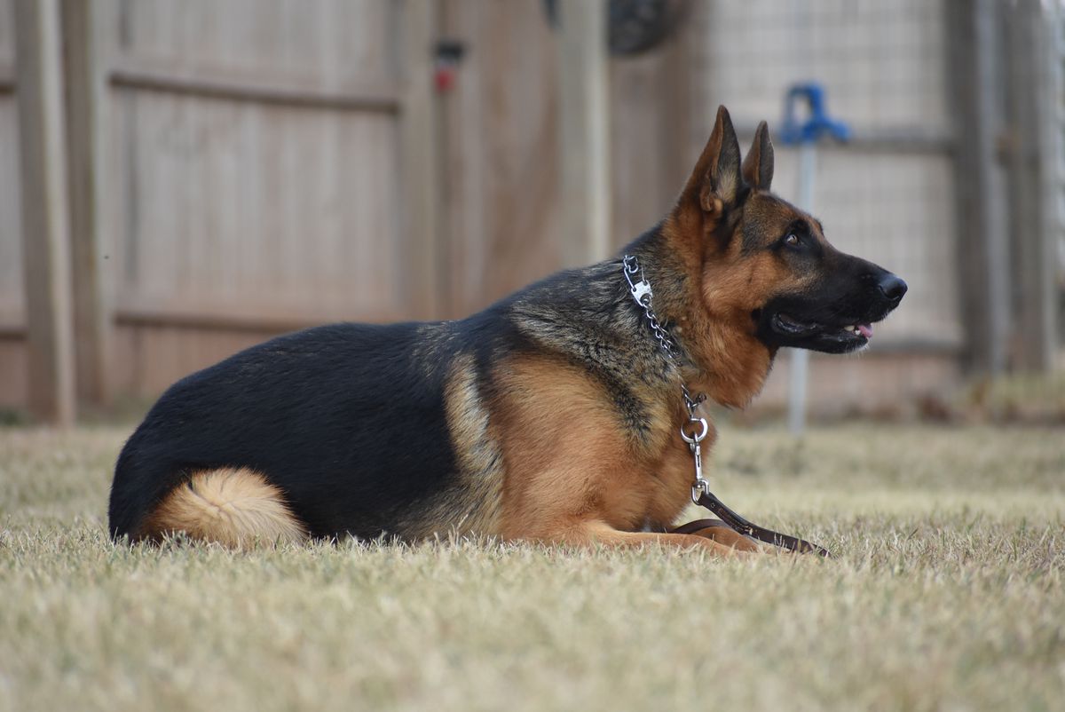 Roman vom Haus Berg | German Shepherd Dog 