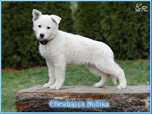 Chewbacca Nubika | White Swiss Shepherd Dog 