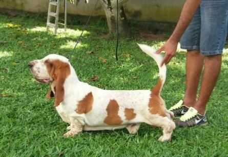 BRAVE BASSET HE´LL BE PROUD OF US | Basset Hound 