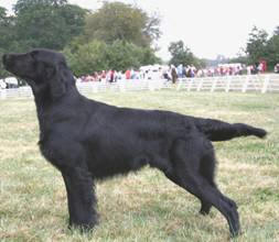 O'Flanagan runs in the family | Flat-Coated Retriever 