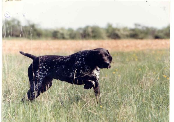 Baronne du Chateau de l'Esplanade | German Shorthaired Pointer 