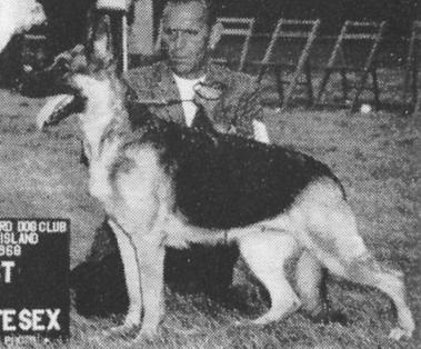 Donkozak's Honda | German Shepherd Dog 