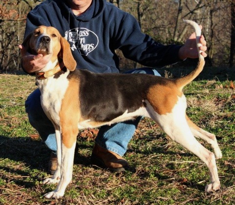 Blackstone's Midnight Lady | Treeing Walker Coonhound 