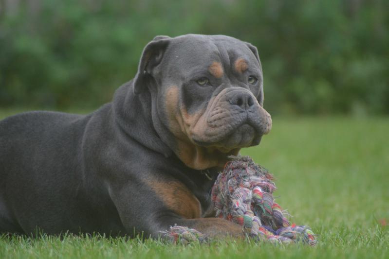 Flinstone Bulls Amigo | Olde English Bulldogge 