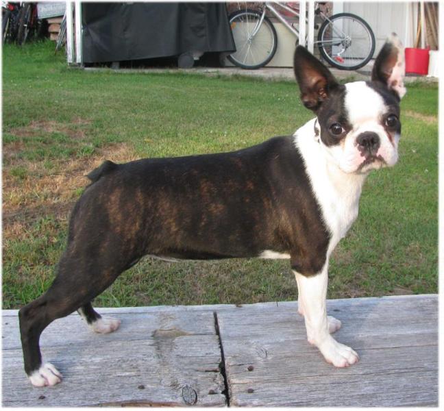 Dragonfly Bay's Spring Fling | Boston Terrier 