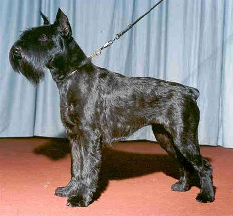 Mucky von Napoleonstock | Standard Schnauzer 