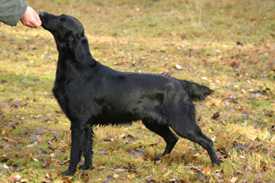 COMICS PEACHE COLLECTION | Flat-Coated Retriever 