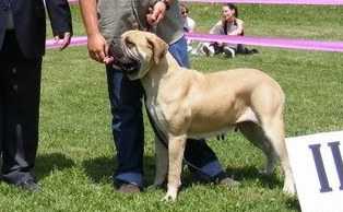 Pagan Dragon Gala | Bullmastiff 