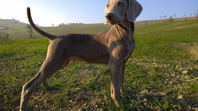 Mr Bullet | Weimaraner 