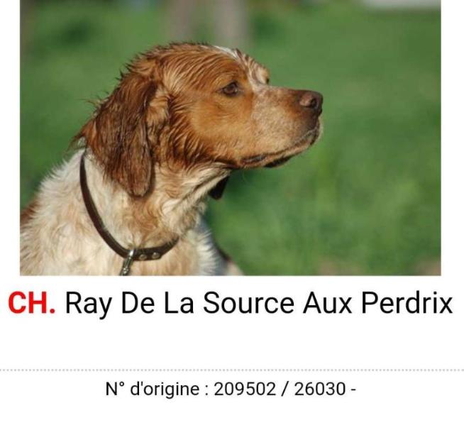 RAY de la source aux Perdrix | Brittany 